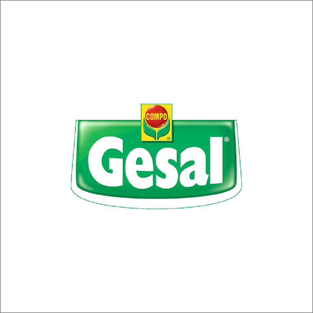 Insalata