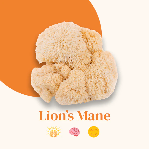 Mush francese Capsule di criniera di leone 56 pezzi